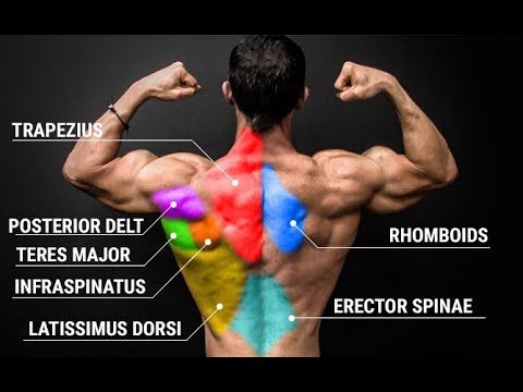 Back Workout Routine Basic Anatomy