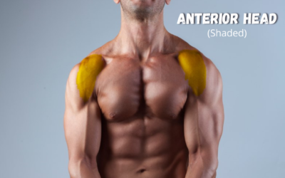 The Best Shoulder Workout Routine