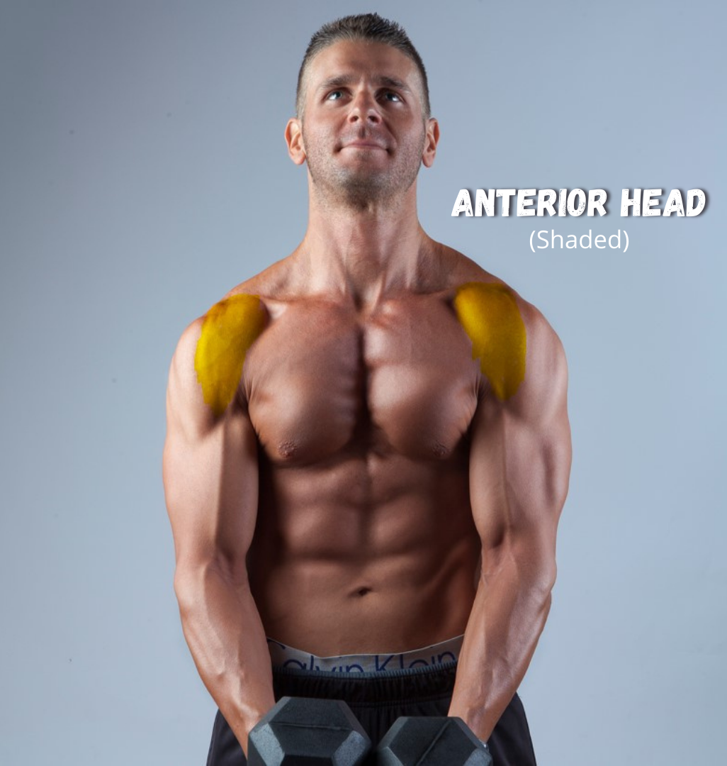 21 Best Lateral Deltoid Exercises To Build Wide Shoulders - SET