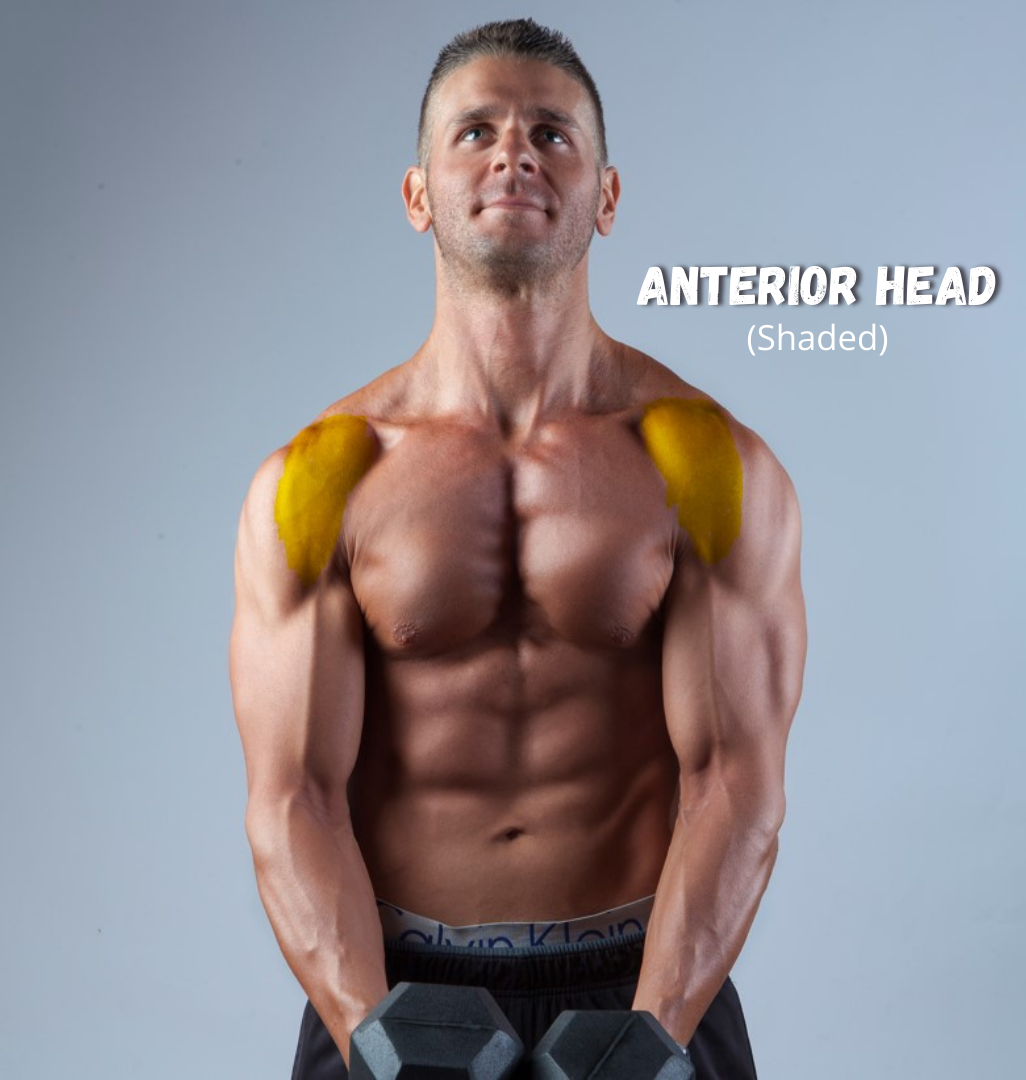 8 Best Exercises for BIGGER SHOULDERS and TRAPS