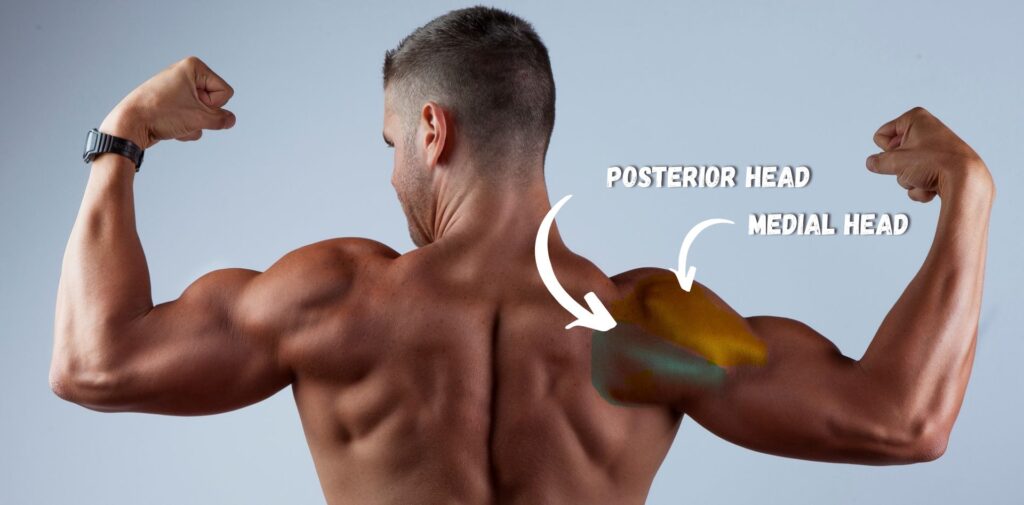 The Best Shoulder Workout Routine
